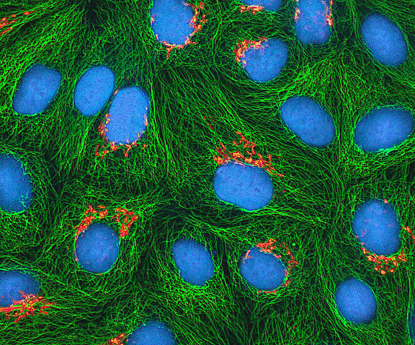 Learn about cell structure with parts of the cell science games.