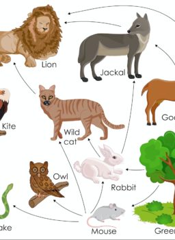 Food Webs in an Ecosystem - Legends of Learning