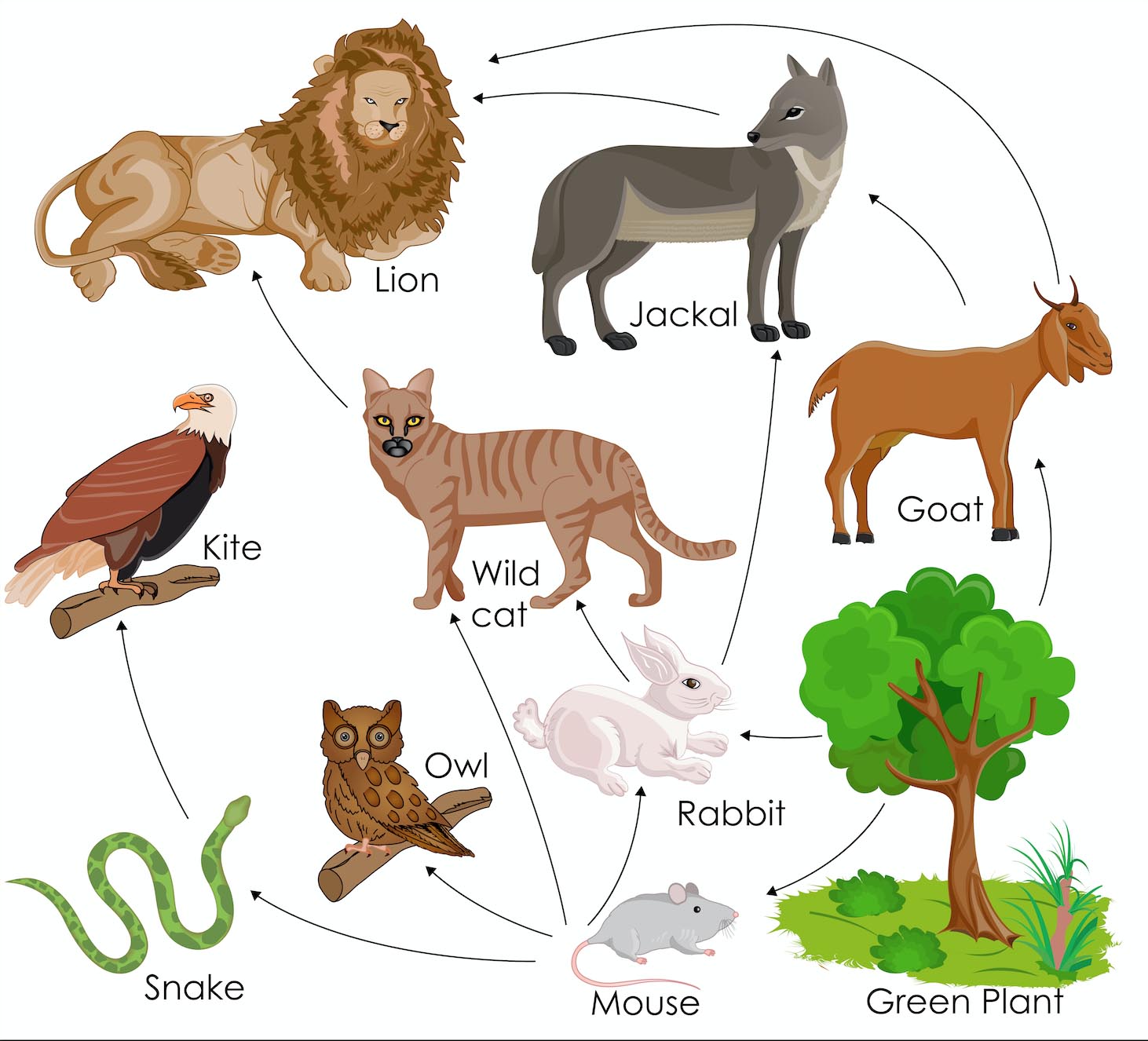 Food Webs In An Ecosystem Science Games Legends Of Learning