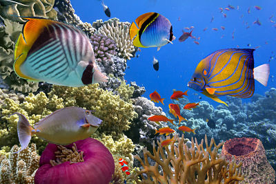Use Earth Day to teach students about preserving natural areas, such as coral reefs.