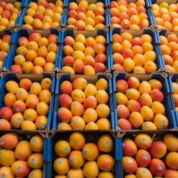 small yellow fruits in containers at a grocery store