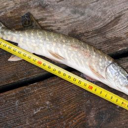 fish being measured