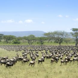 Large herd of animals in a grassy plane