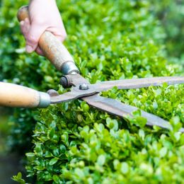 person trimming a bush