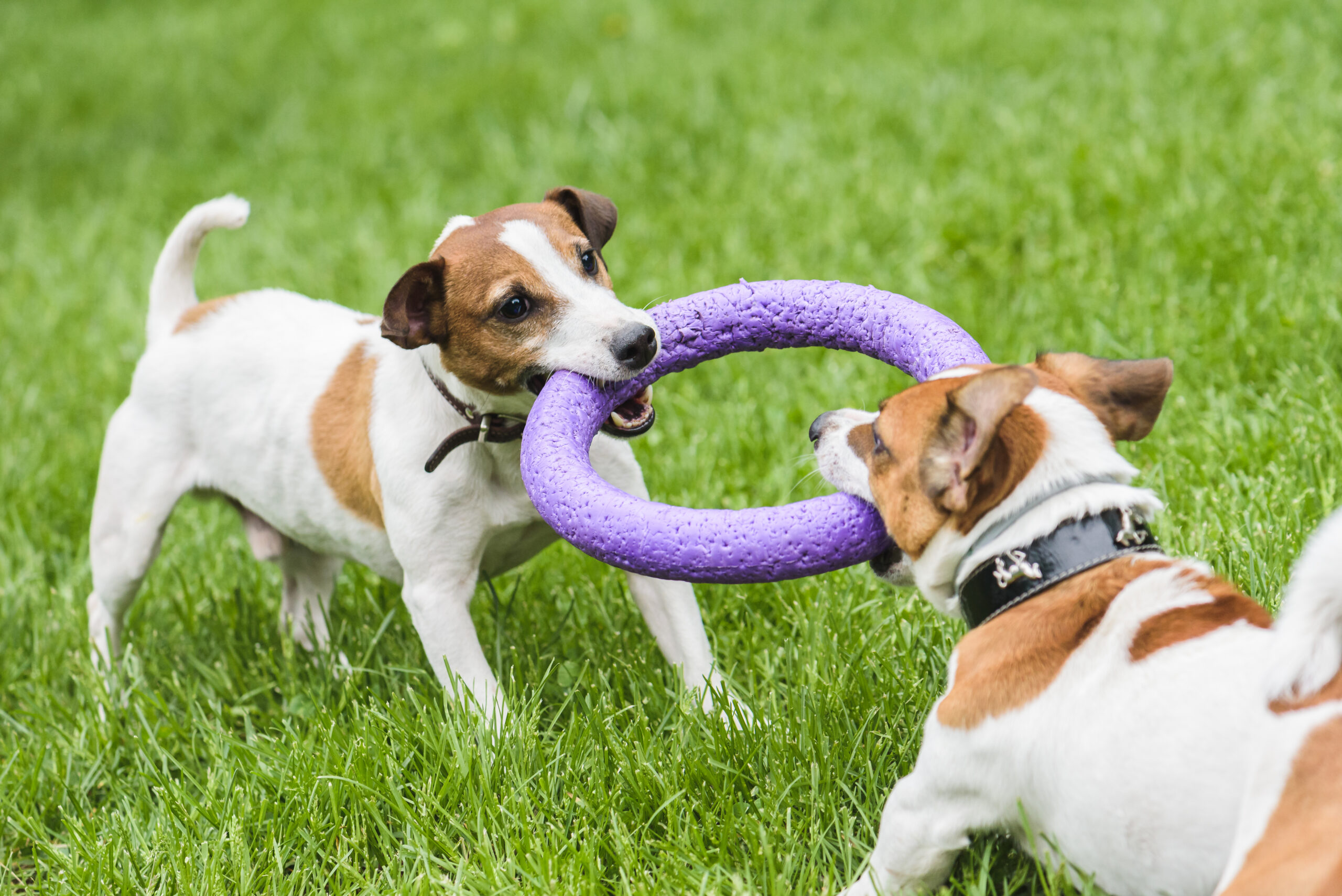 dogs pretty even in their tug of war battle