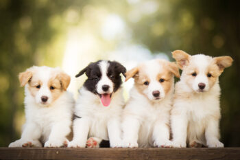 diversity of puppies